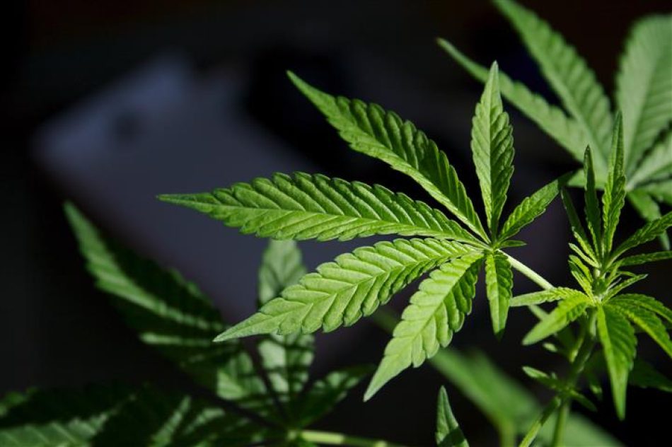 La marihuana podría ser legal en más estados de la Unión en 2024