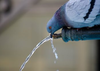 DD.HH. Agua: Valores, “hidrodiplomacia”, y participación pública…
