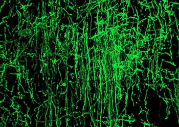 Antiguos virus desempeñaron un papel clave en la evolución del cerebro de los vertebrados