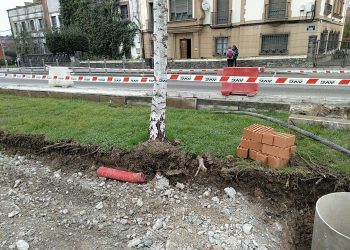 Coordinadora Ecoloxista d’Asturies presenta una queja a la Comisión Europea con motivo de los graves daños realizados a los árboles en la calle Alcalde Parrondo de Pola de Siero