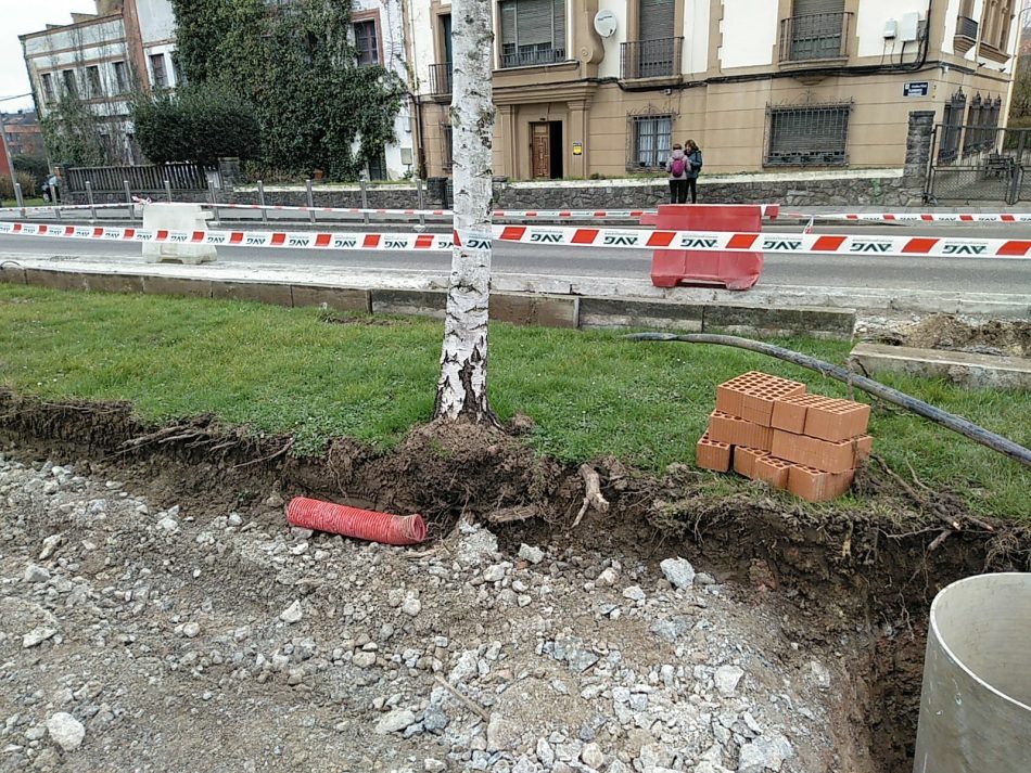 Coordinadora Ecoloxista d’Asturies presenta una queja a la Comisión Europea con motivo de los graves daños realizados a los árboles en la calle Alcalde Parrondo de Pola de Siero