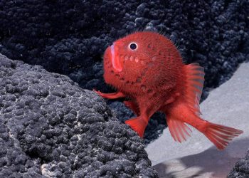 Descubiertas más de 100 nuevas especies en las profundidades marinas de Chile