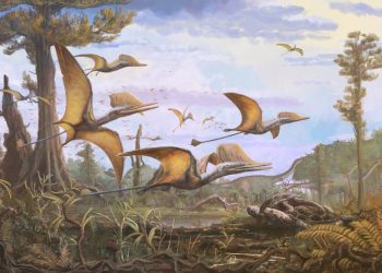 Hallan en Escocia una nueva especie de pterosaurio del Jurásico