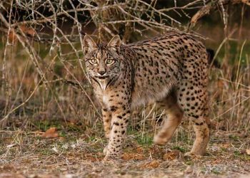 La Fundación FIRE informa negativamente a la Junta de Castilla-La Mancha sobre el nuevo proyecto de Quantum Minería para buscar tierras raras en Ciudad Real y pide que no se autorice