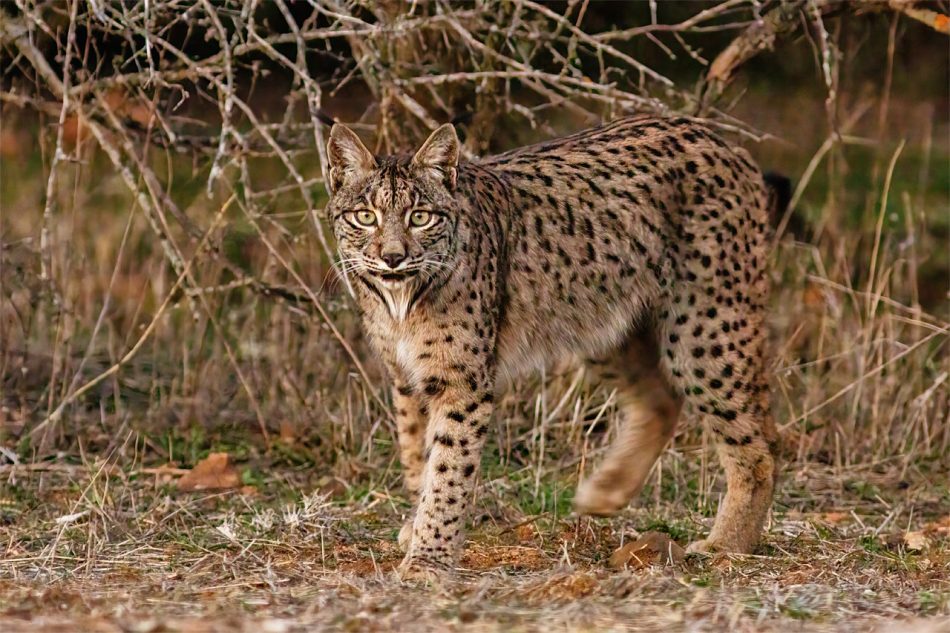 La Fundación FIRE informa negativamente a la Junta de Castilla-La Mancha sobre el nuevo proyecto de Quantum Minería para buscar tierras raras en Ciudad Real y pide que no se autorice