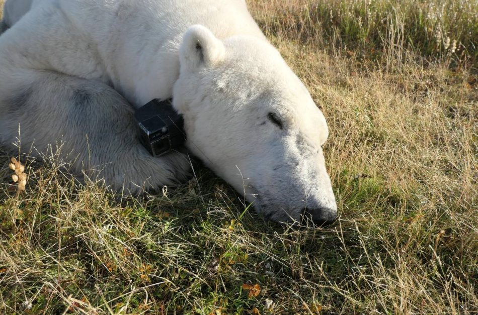 Los osos polares, en riesgo de morir de hambre por veranos más largos