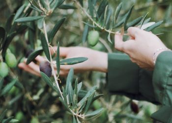 La Fundación Savia advierte que el proyecto de exploración de tierras raras de Quantum Minería en Ciudad Real es perjudicial para la imagen de los productores agroalimentarios de la zona y pide a la Junta que el rechazo sea firme