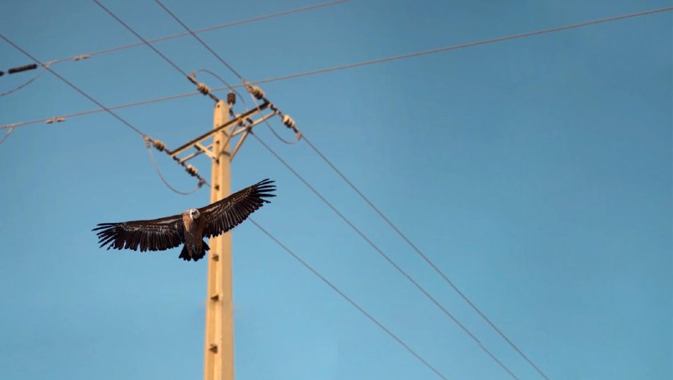 SOS Tendidos Eléctricos reclama con urgencia al MITECO una nueva normativa sobre tendidos eléctricos y aves a la que se comprometió