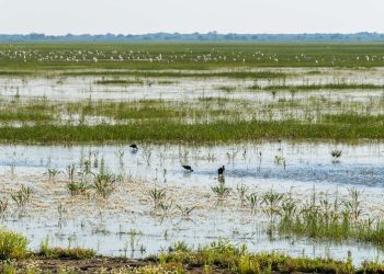 Alianza Verde reclama un plan de choque para recuperar y restaurar los humedales en nuestro país