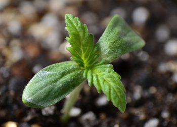 ¿Resulta difícil cultivar cannabis de alta calidad a partir de semillas a un precio asequible?