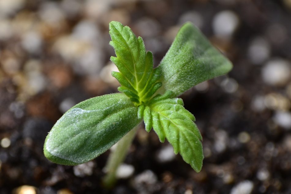 ¿Resulta difícil cultivar cannabis de alta calidad a partir de semillas a un precio asequible?