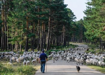 Un trabajo de la Universidad Autónoma de Madrid (UAM) confirma la importancia del pastoreo para la conservación de la biodiversidad