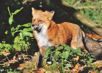 PACMA propone la protección del zorro en Galicia