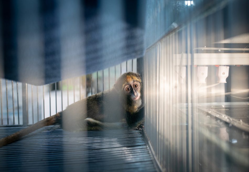 5.500 millones de animales salvajes sufren en criaderos abominables: “Criados con ánimo de lucro”