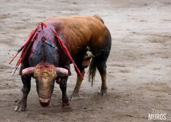 Toros torturados durante las fallas