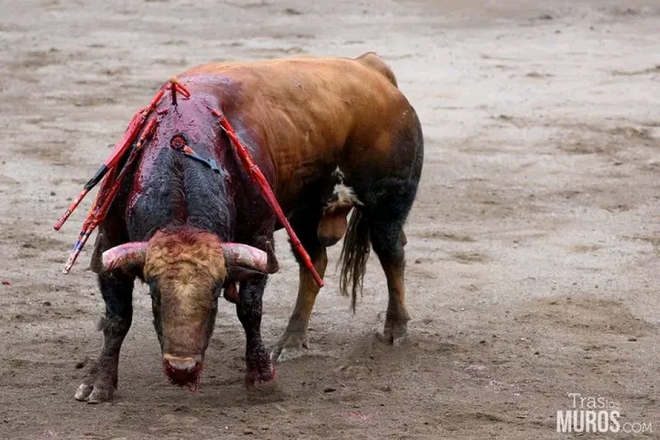 Toros torturados durante las fallas