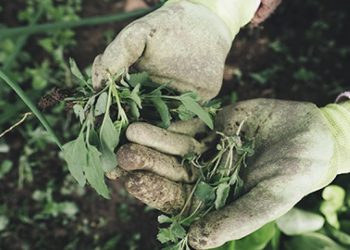 CCOO exige a la Vicepresidenta Yolanda Díaz que solucione el acceso al subsidio agrario de las 400.000 personas trabajadoras del campo andaluz