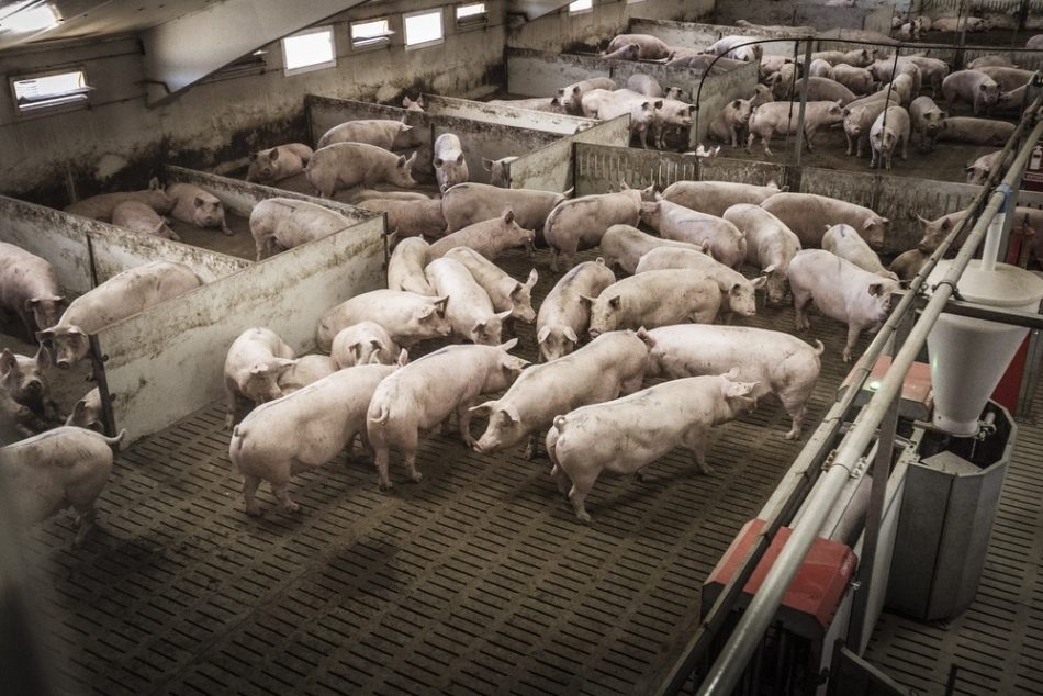 La contaminación por nitratos de fuentes agrarias y ganaderas deja sin agua a más de 200.000 personas