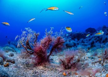 Un diputado canario apela al principio de precaución frente a la minería de tierras raras y alerta de sus riesgos a nivel submarino