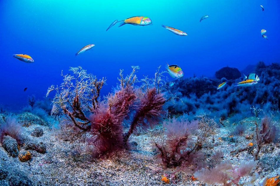 Un diputado canario apela al principio de precaución frente a la minería de tierras raras y alerta de sus riesgos a nivel submarino