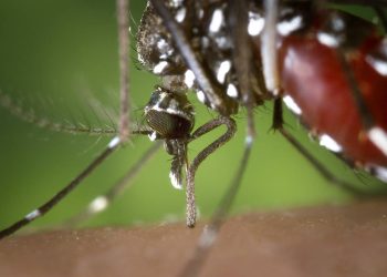 Confirmada la presencia de mosquitos tigre durante gran parte del año en Granada y Málaga