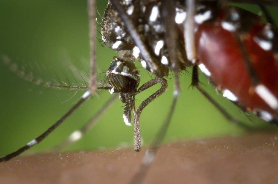 Confirmada la presencia de mosquitos tigre durante gran parte del año en Granada y Málaga