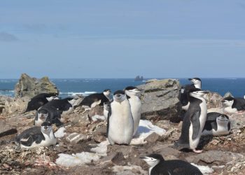 El cambio climático modifica ciertos rasgos de ‘personalidad’ en los pingüinos de la Antártida