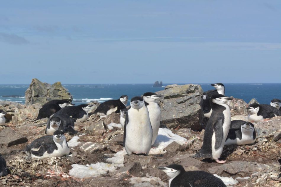 El cambio climático modifica ciertos rasgos de ‘personalidad’ en los pingüinos de la Antártida