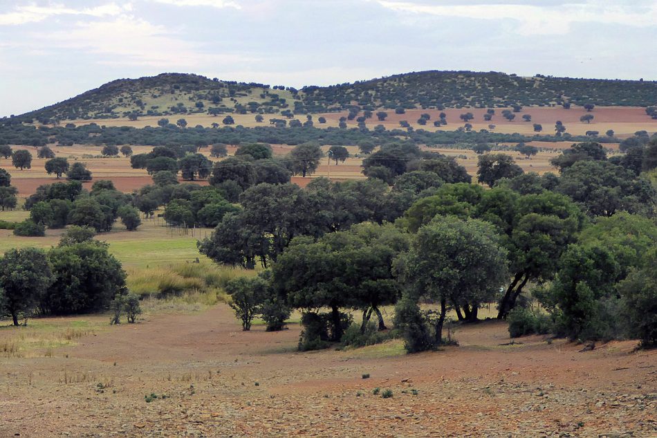 Alegaciones al proyecto «Neodimio»: Sí a la Tierra Viva considera que el plan de Quantum Minería para buscar tierras raras en Ciudad Real no es compatible con la protección del medioambiente y carece de licencia social