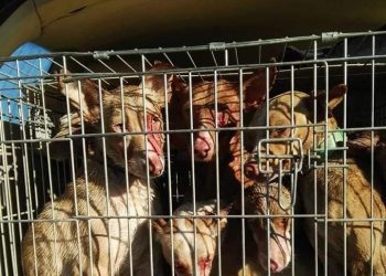 PACMA pide reunión a la Dirección General de Derechos Animales para incluir a los perros de caza mediante reforma de la ley nacional