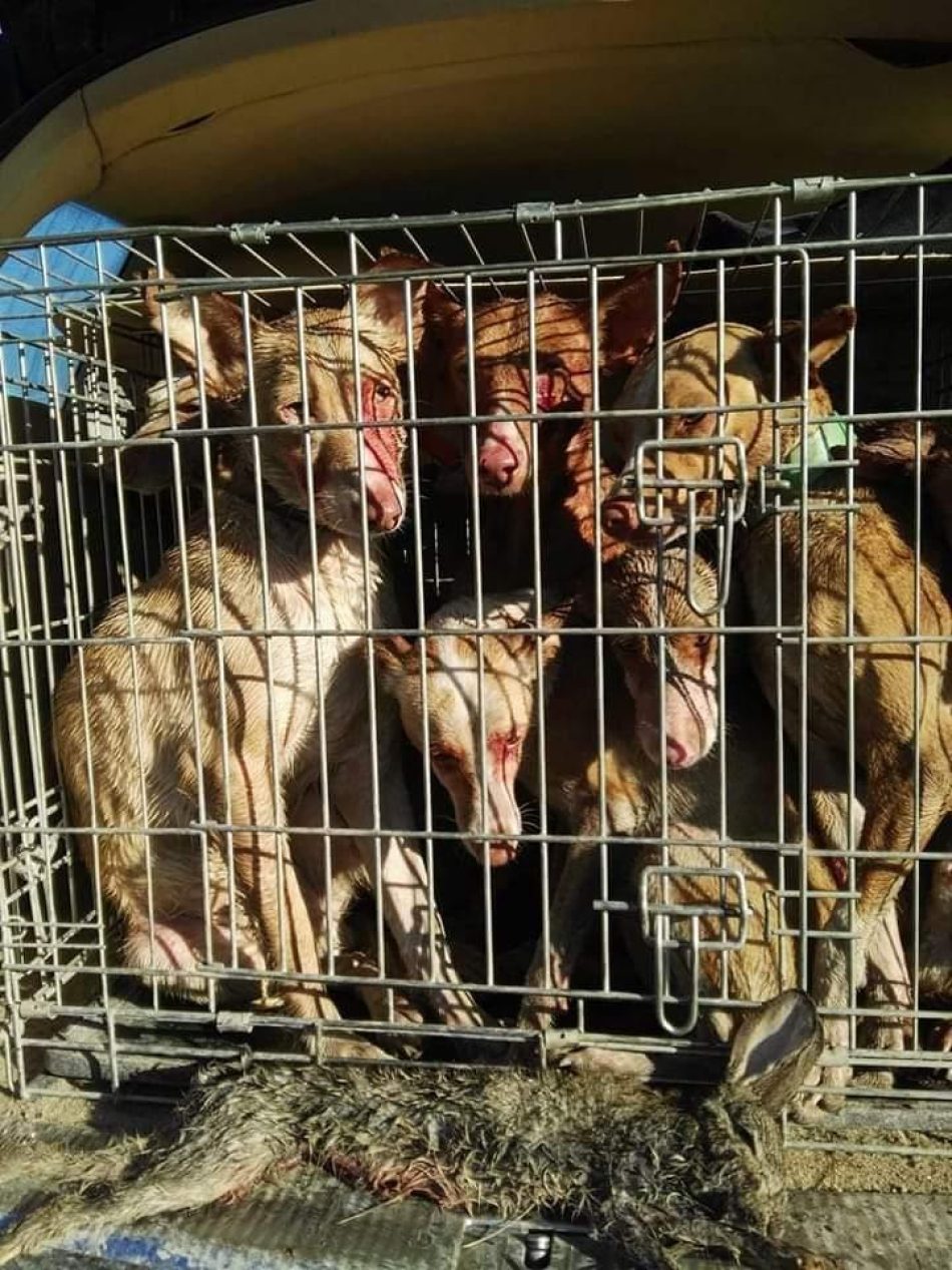 PACMA pide reunión a la Dirección General de Derechos Animales para incluir a los perros de caza mediante reforma de la ley nacional
