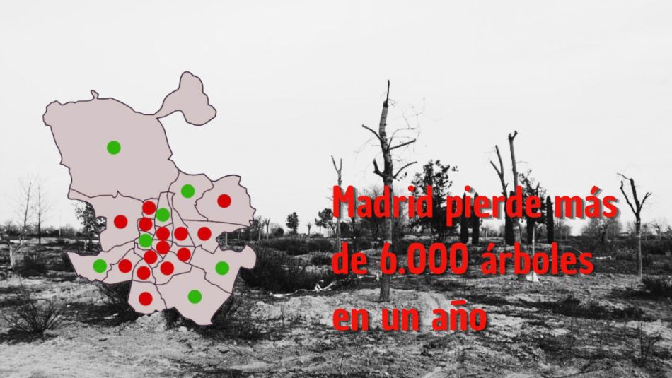 La protección legal del arbolado urbano fracasa: Madrid pierde más de 6.000 árboles en un año
