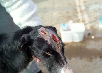 PACMA denuncia el hallazgo de un galgo vivo con el cráneo roto y chip de «baja por fallecimiento»