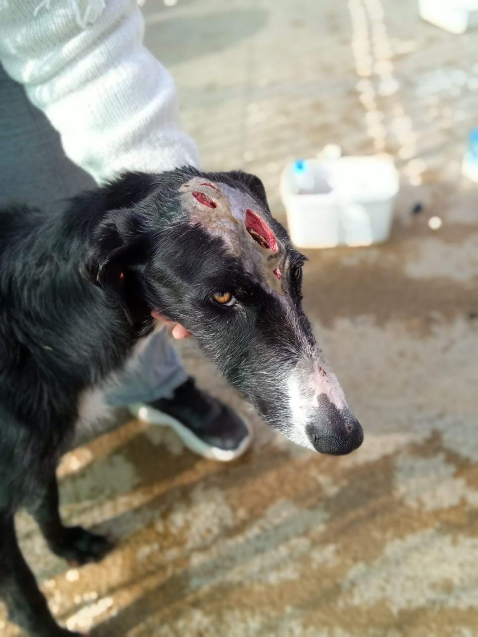 PACMA denuncia el hallazgo de un galgo vivo con el cráneo roto y chip de «baja por fallecimiento»