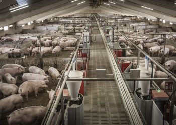 Alianza Verde denuncia la autorización de la Junta de Castilla y León para para ampliar una granja porcina hasta 7.200 plazas