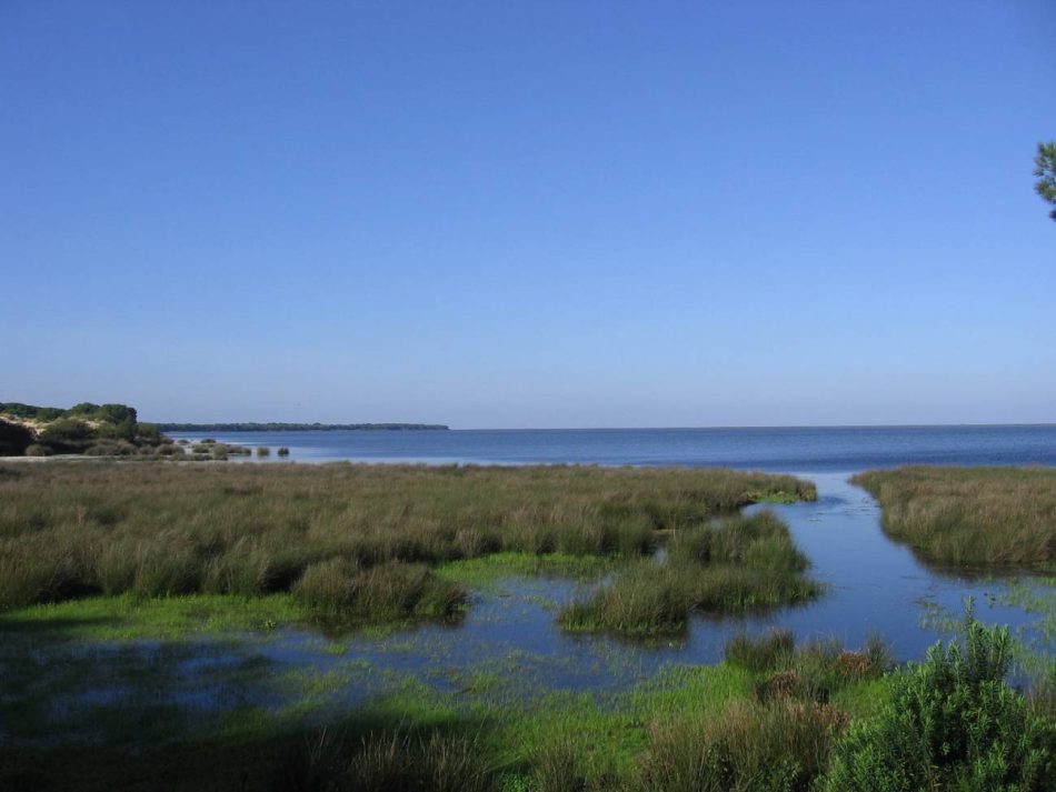 Descubierta la Doñana de hace 130.000 años en las costas de Cádiz