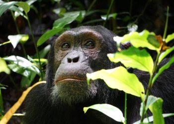 La minería amenaza a los grandes simios africanos más de lo que se creía