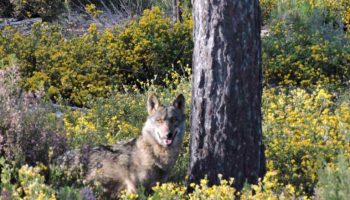 PACMA lleva a los tribunales el plan de control del lobo en Asturias por considerarlo ilegal y contrario al derecho europeo