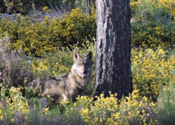 Ecologistas condena la intención de la Junta de Andalucía de desproteger al lobo: «está extinguido por su culpa»