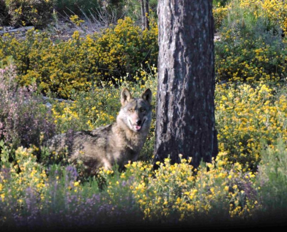 Ecologistas condena la intención de la Junta de Andalucía de desproteger al lobo: «está extinguido por su culpa»