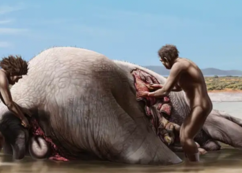 Los homínidos de la península ibérica se alimentaron de elefante hace 1,2 millones de años