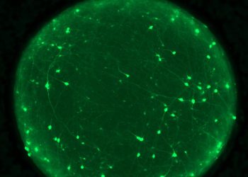 Los organoides revelan cómo proteger el cerebro contra la demencia y la ELA tras una lesión traumática
