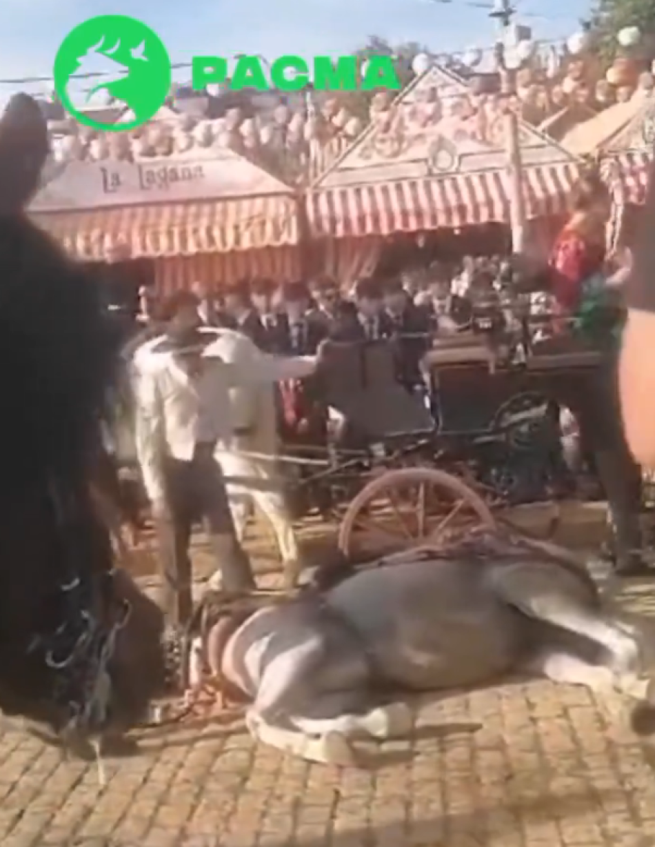 PACMA pide al Ayuntamiento de Sevilla más controles y contundencia para impedir el maltrato a los caballos en la feria