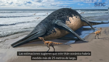 Un ictiosaurio gigante hallado en Reino Unido podría ser el mayor reptil marino de la historia