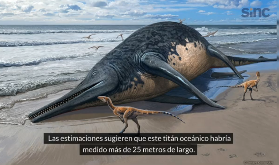 Un ictiosaurio gigante hallado en Reino Unido podría ser el mayor reptil marino de la historia