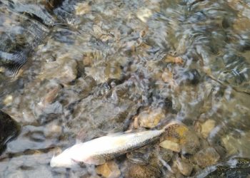 Aparecen muertas decenas de truchas en el río Aboño entre Llanera y Gijón