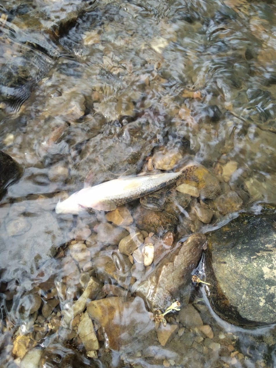 Aparecen muertas decenas de truchas en el río Aboño entre Llanera y Gijón