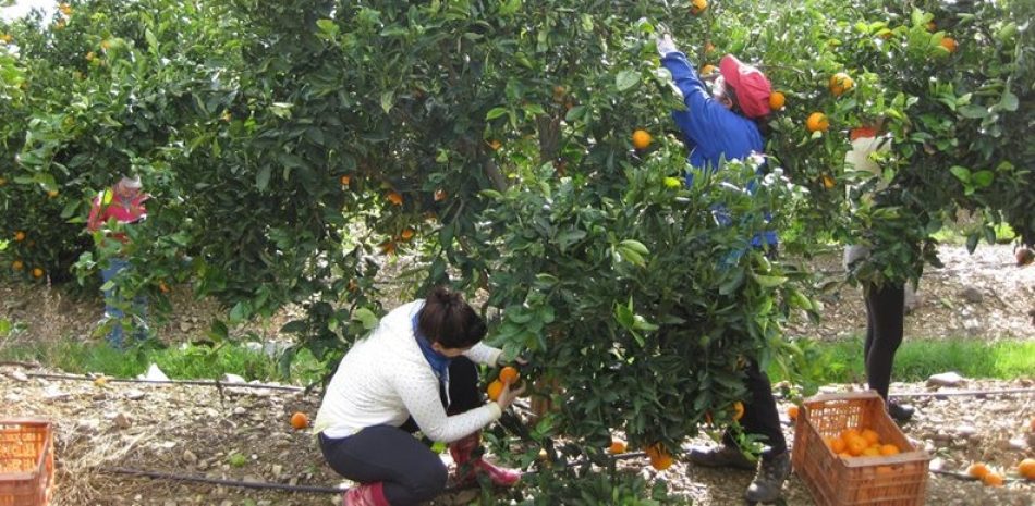 Los precios de la naranja bajan un 18% al agricultor pero suben un 15% al consumidor