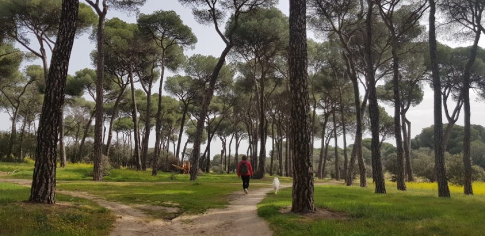 Alianza Verde insta al Ayuntamiento de Pozuelo de Alarcón a que no destruya el paraje natural de Montegancedo