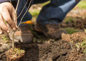 Amigos de la Tierra reivindica la necesidad de llevar la restauración de ecosistemas a los espacios agrarios